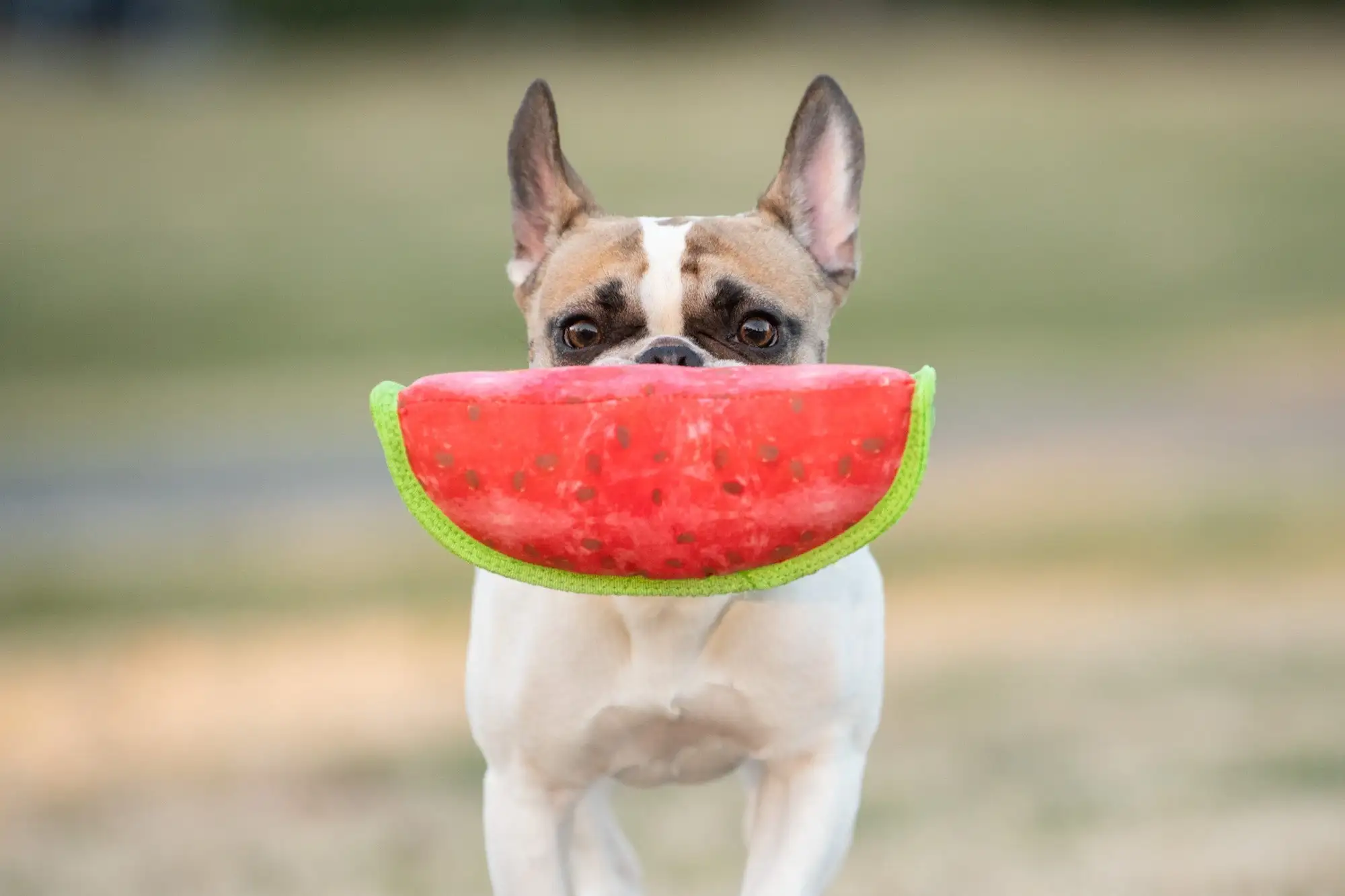 BoxDog Watermelon Durable Dog Toy | Strong Dog Toys with Multiple Layers for Pull. Fetch. Tug | Tuff Interactive Dog Play Toys