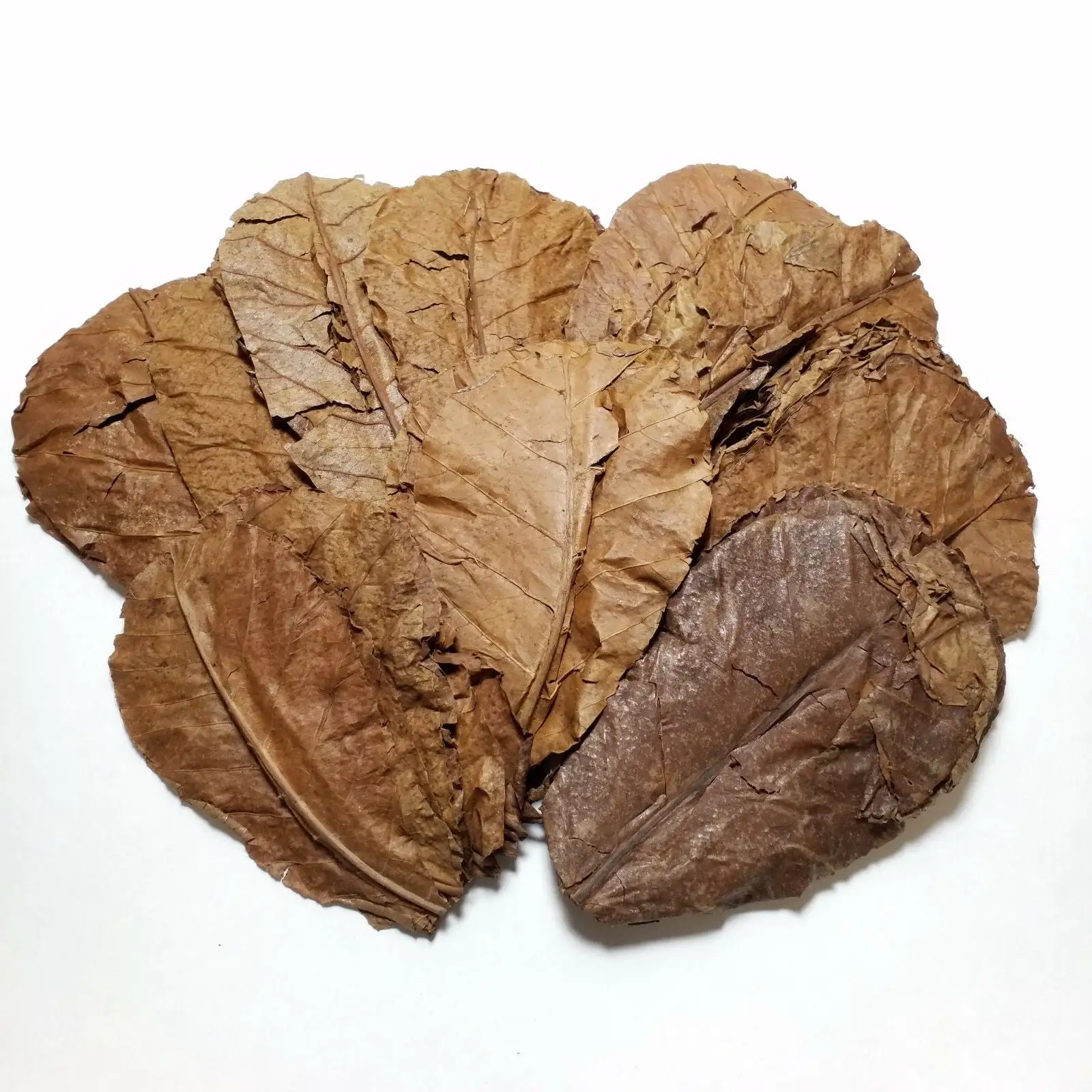 300 3''-4'' Indian Catappa Almond Leaves for Freshwater Shrimp. Bettas. Discus Tropical Fish Aquariums & Terrariums??00 Count