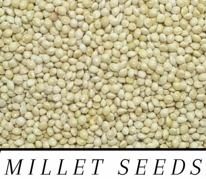 RED & WHITE Millet Seed Wild Bird Food Raw & Recleaned!