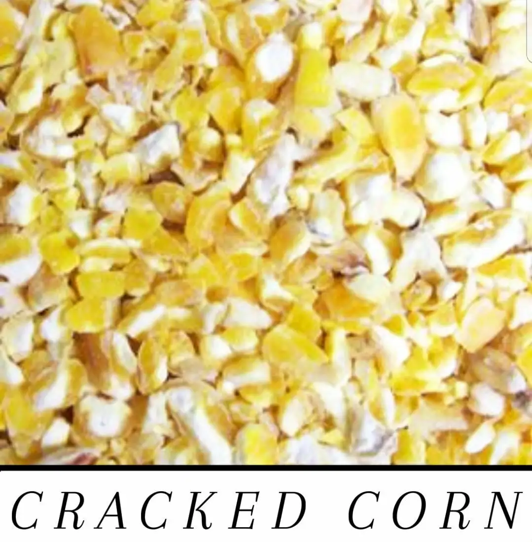 CRACKED CORN great for chicken deer bird feed or mash