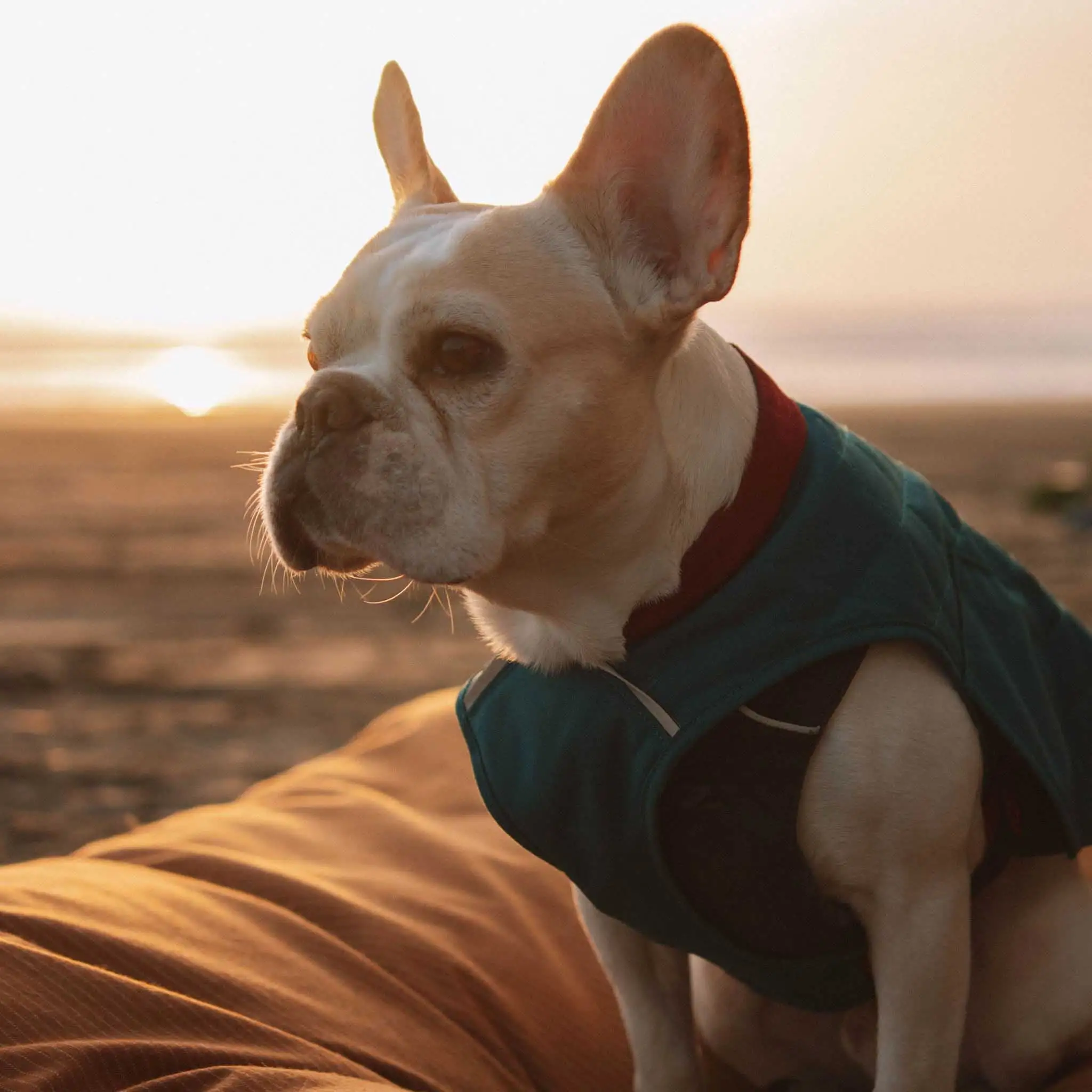 WHITEDUCK Durable & Comfortable Canvas Dog Bed. Water-Repellent Coating. Dirt Resistance. Removable & Washable Outer Cover. Heavy Duty Zippers for Small. Medium & Large Dogs (Extra Large. Tan)