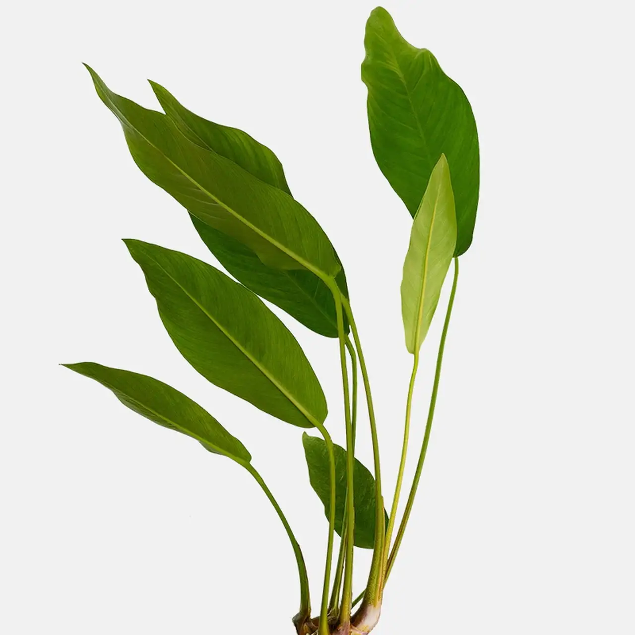 Anubias Congensis Small Live Aquarium Plants BUY2 GET1 FREE