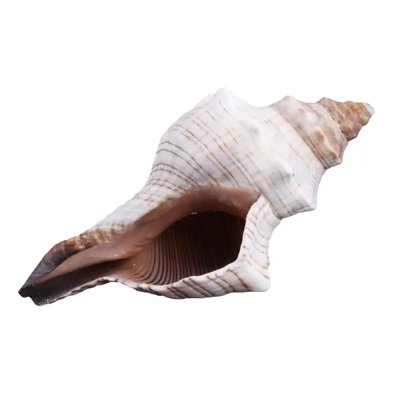 XROMTBEM 3-7 Natural Conch Shells Normal / Large Seashells for Beach Theme Party Home Decorations DIY Crafts Fish Tank Ornament