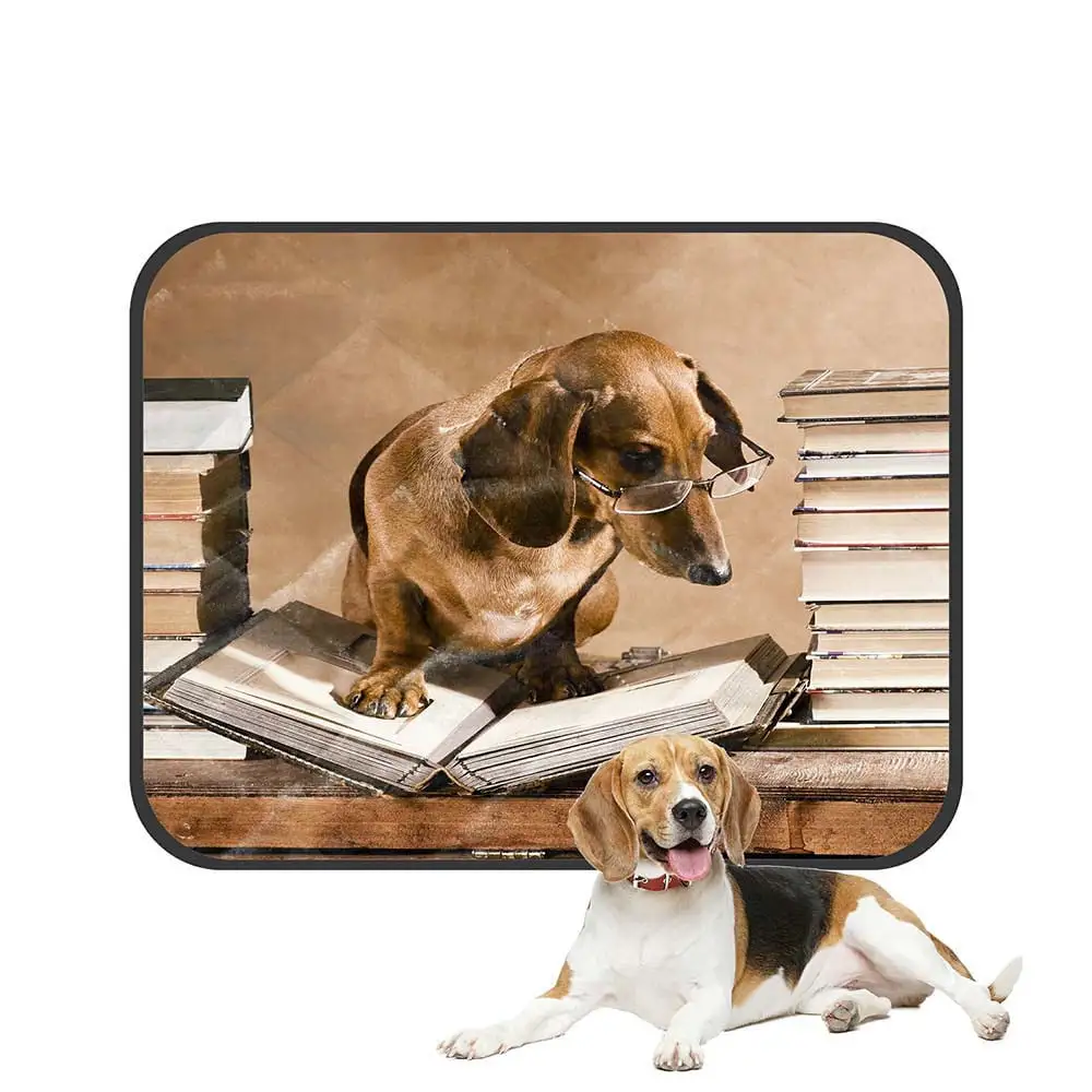 ABPHQTO Dachshund Professor Pet Dog Cat Bed Pee Pads Mat Cushion Potty Dogsblankets Crate Bed Kennel 14x18 inch