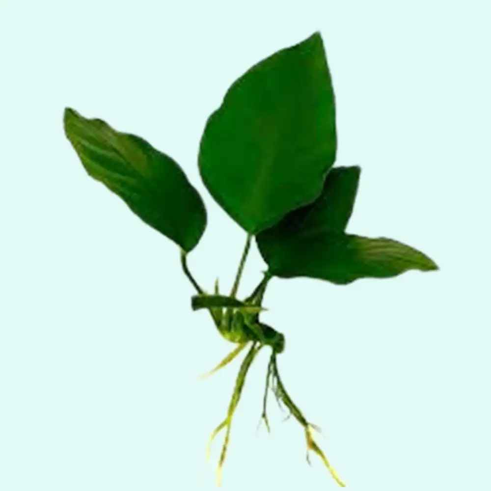 Anubias Barteri (Nana) Bare Root Small Live Aquarium Plants BUY2 GET1 FREE