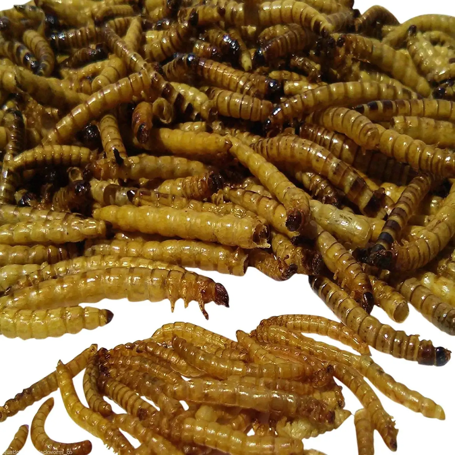 Aquatic Foods Freeze Dried GIANT Mealworms. Ideal for Large Fish. Turtles. Pond Fish. Birds. Hamsters & Reptiles - 1/4-lb