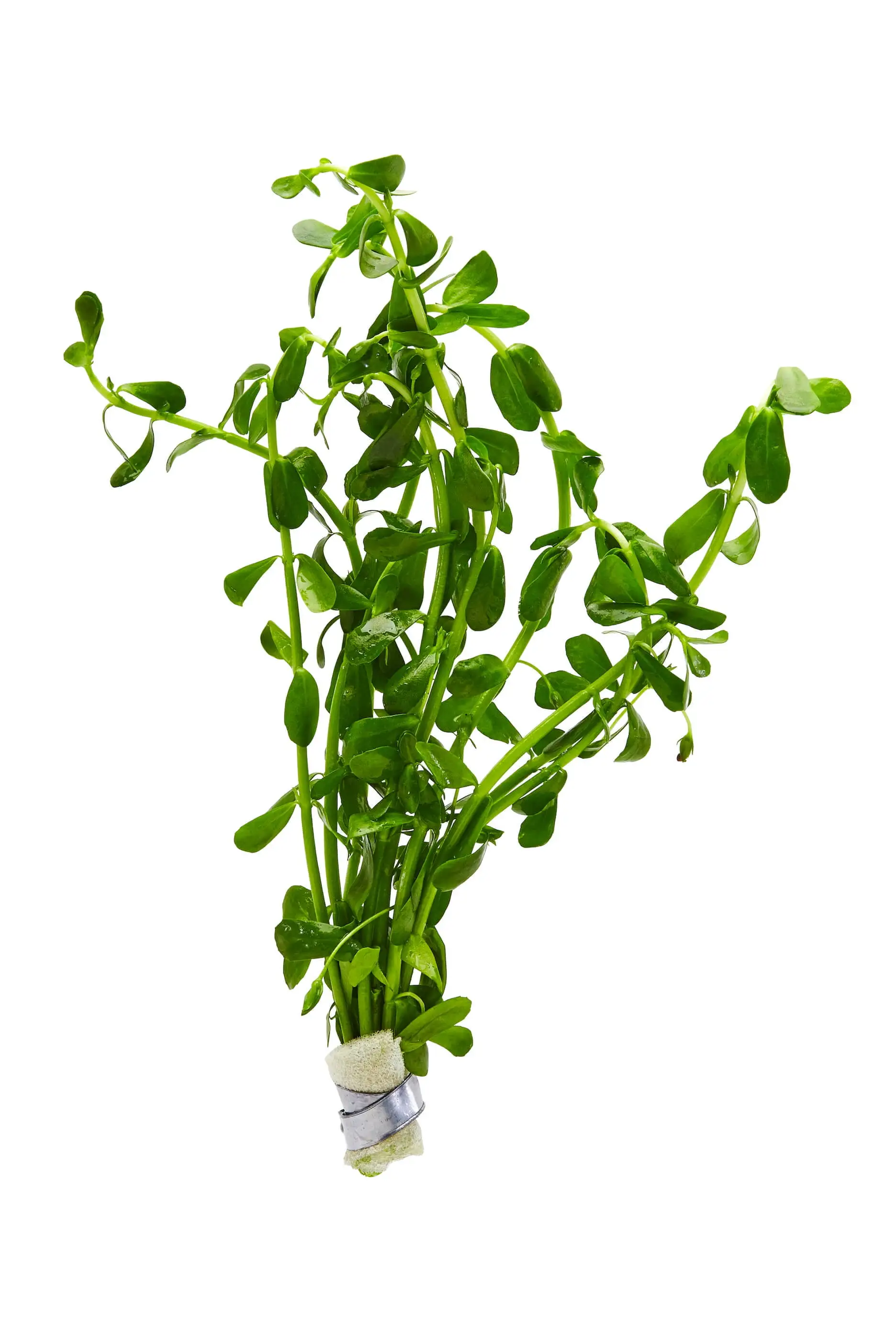 Bacopa caroliniana (Bunch 3-5 Stems) Live Aquarium Plants BUY2 GET1 FREE