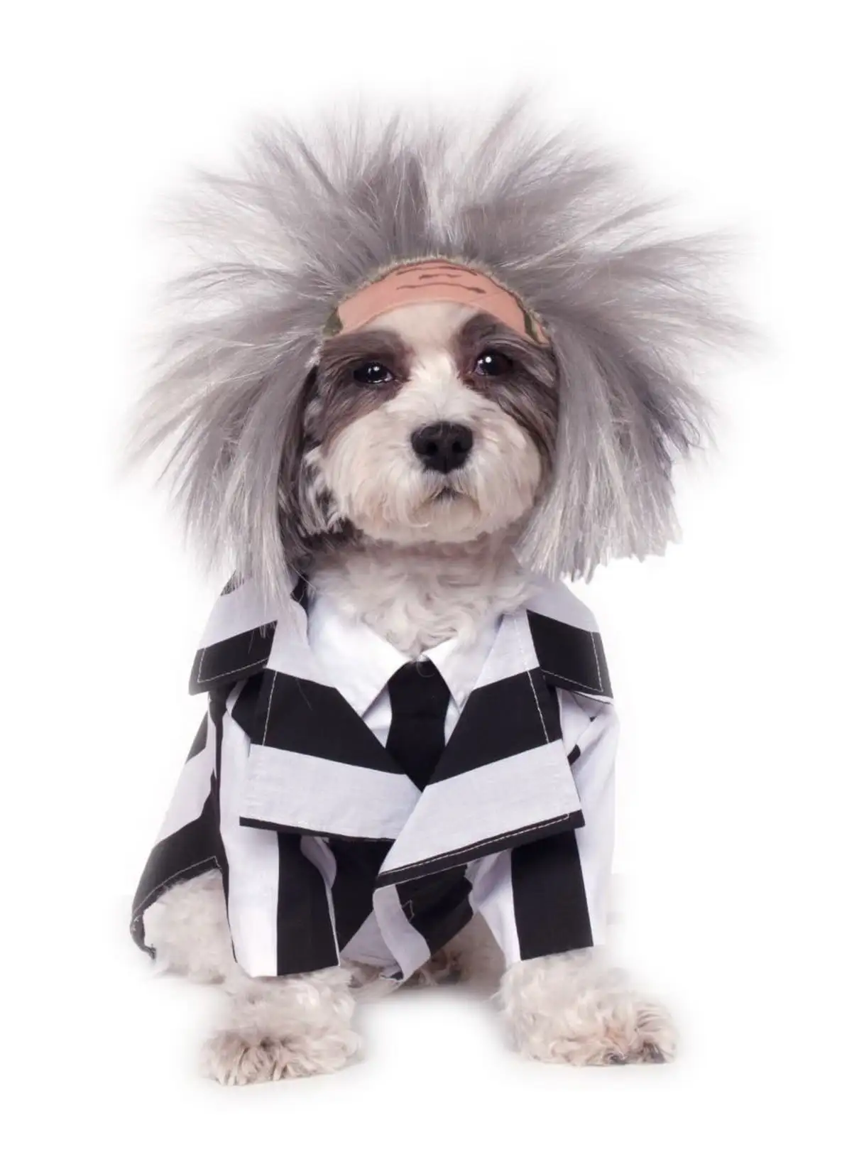 Beetlejuice Costume For Pets