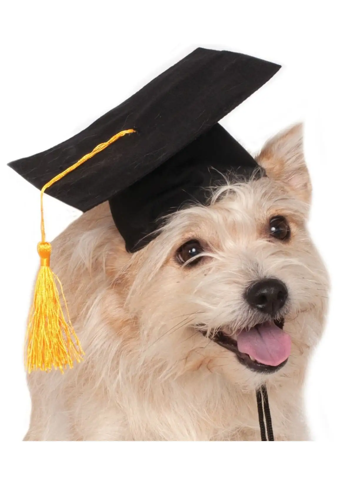 Black Graduation Hat Pet Costume