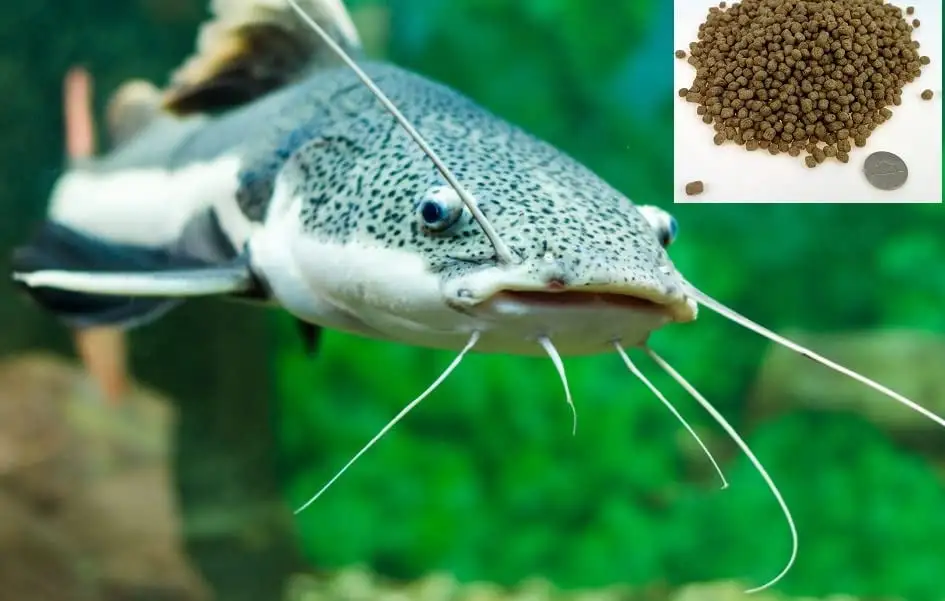 CZ Grain Premium Floating Fish Food Pellets | Pond or Lake Fish Food. Bring Fish to The Surface for Feeding (10 Pounds)