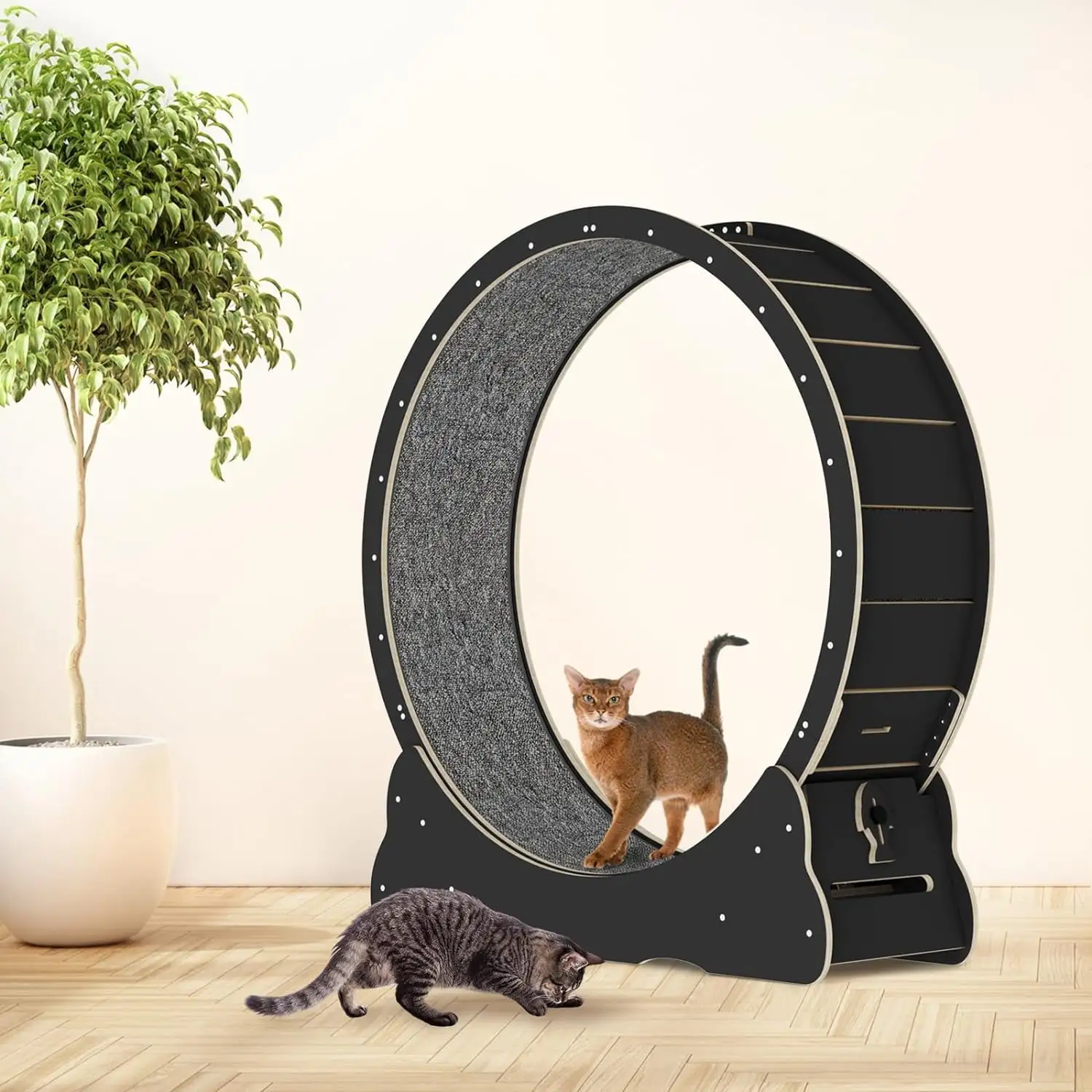 Cat Wheel. Linor Cat Treadmill. Cat Exercise Wheel. Cat Wheel Exerciser for Indoor Cats for Walking. Running. Training. Suitable for Most Cats (Black). Teaser Cat Toys