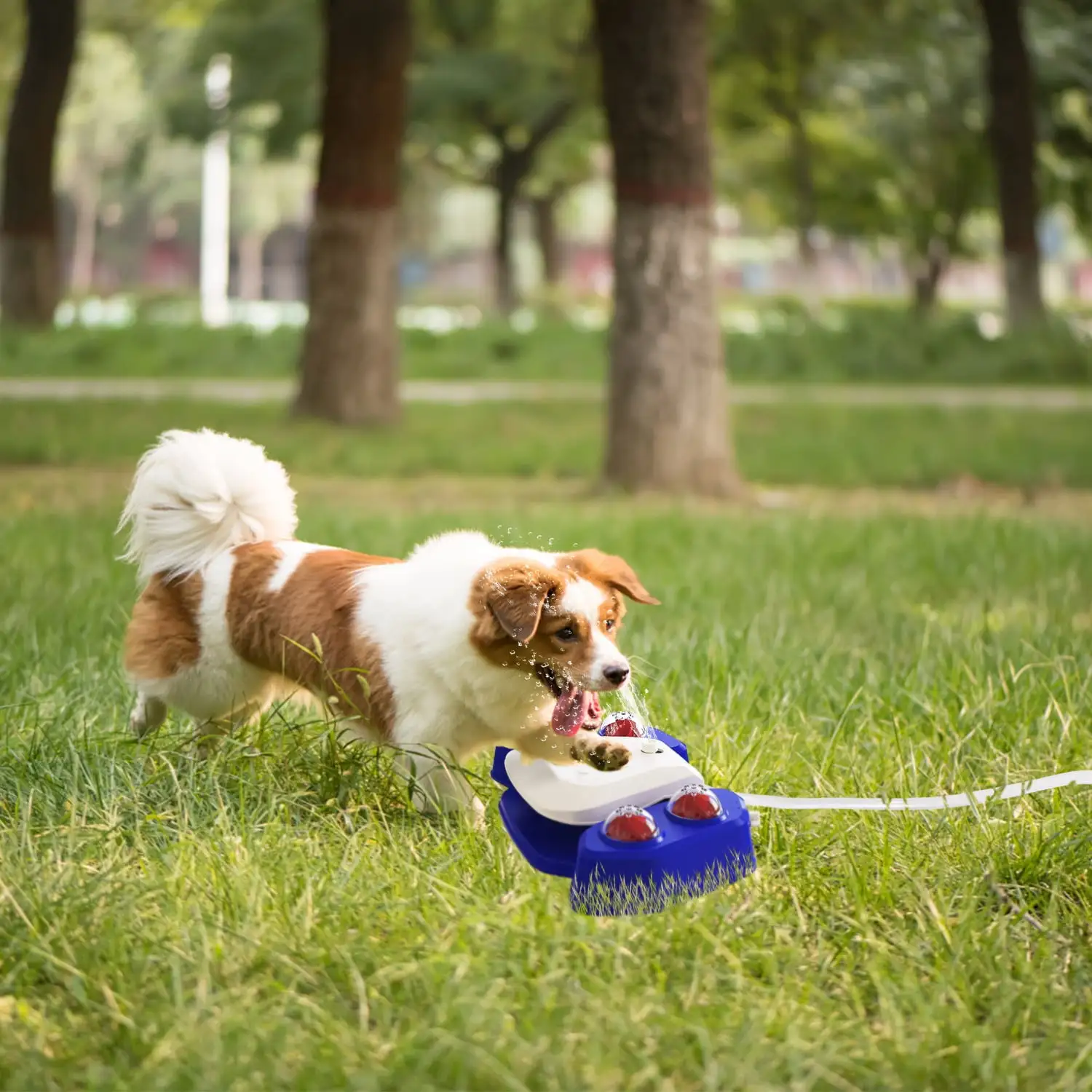 Dog Water Fountain Dog Sprinkler. iMounTEK Multifunctional Automatic Pet Water Dispenser. Outdoor Dog Drinking Water. Step On. Easy Paw Activated Drinking. Fresh Water. Sturdy. Easy to Use.Blue