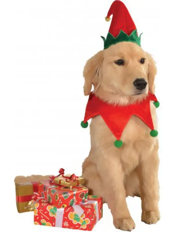 Elf Hat and Collar Pet Costume