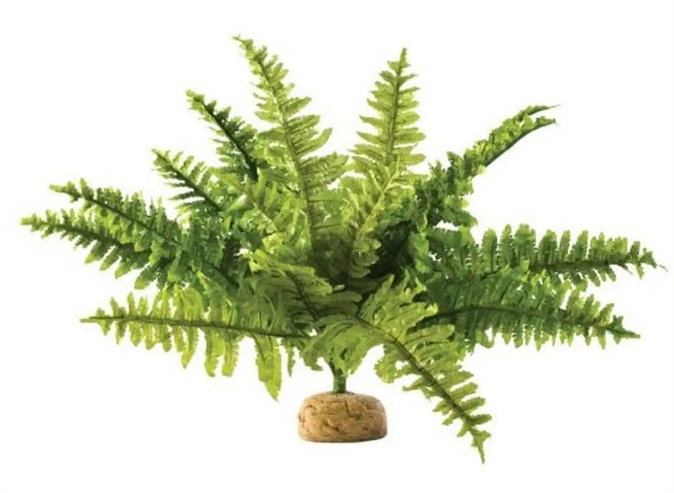 Exo Terra Boston Fern Terrarium Plant. Medium