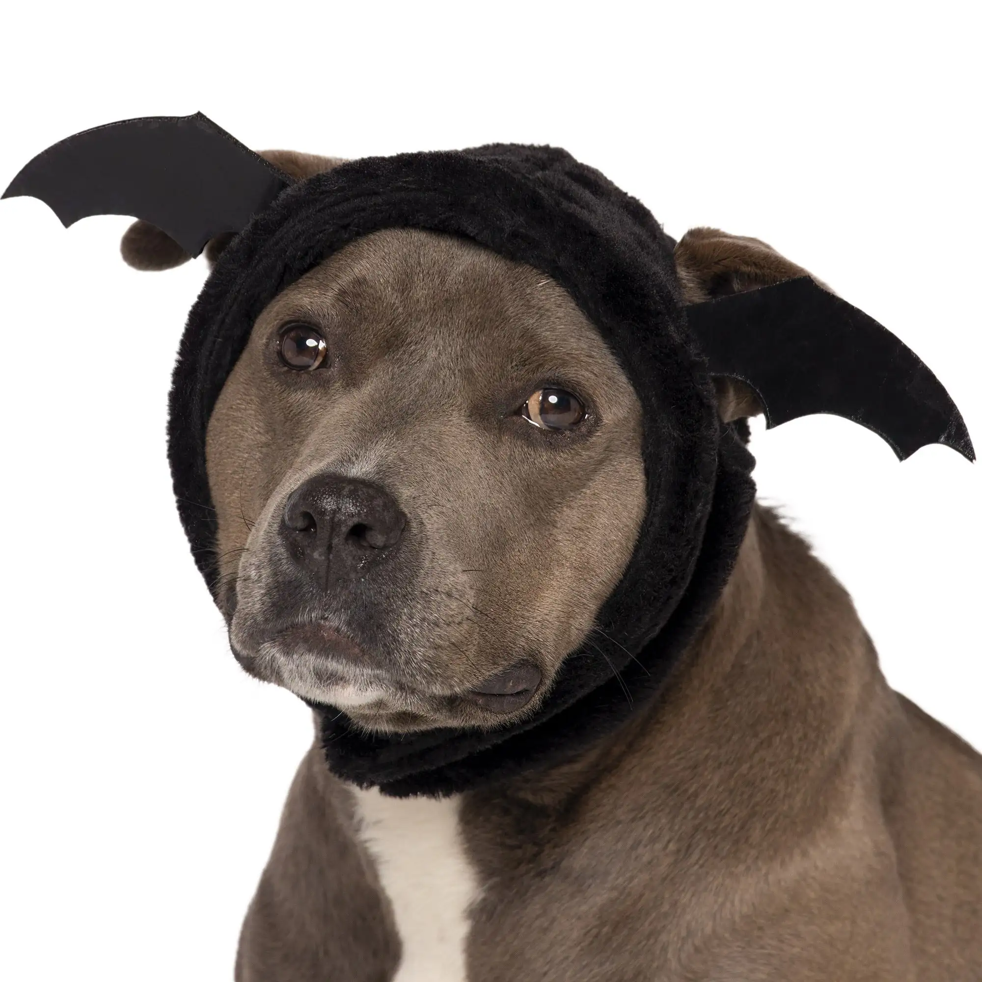 FurHaven Flex-Fit Pet Costume Hat for Dogs - Bat. M