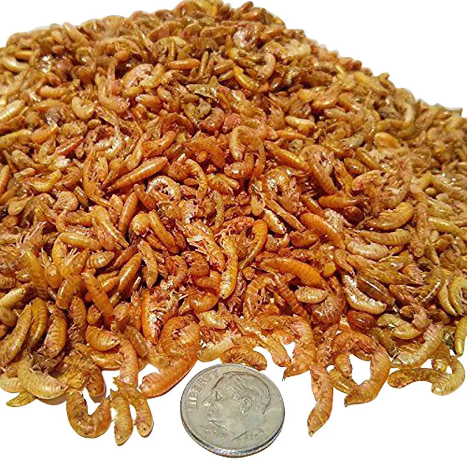 Gammarus--Freeze Dried. Great for smaller Tropicals and Marines...1/8-lb