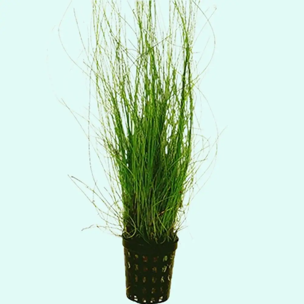 Hairgrass (Eleocharis Vivipara) (Rooted In 2 Plastic Pot) Live Aquarium Plants BUY2 GET1 FREE