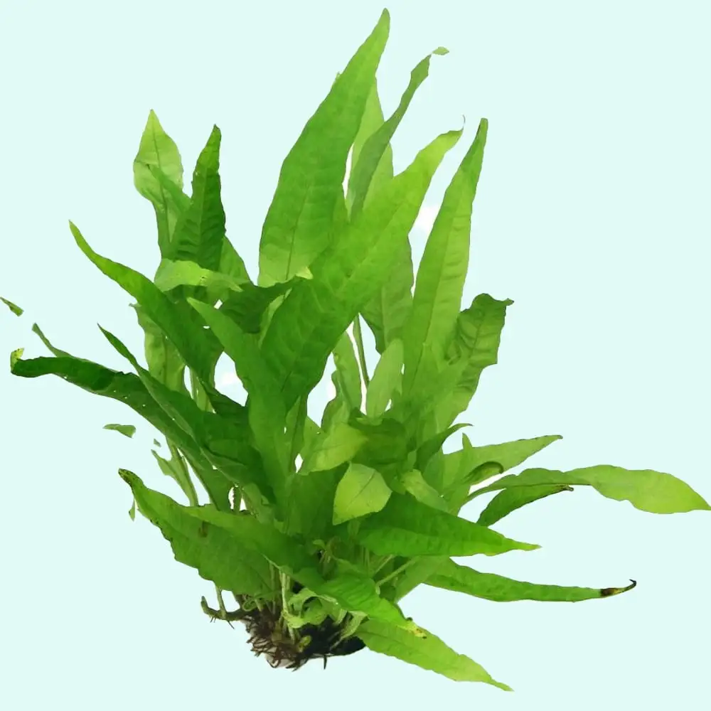 Java Fern Bare Root Medium Live Aquarium Plants BUY2 GET1 FREE