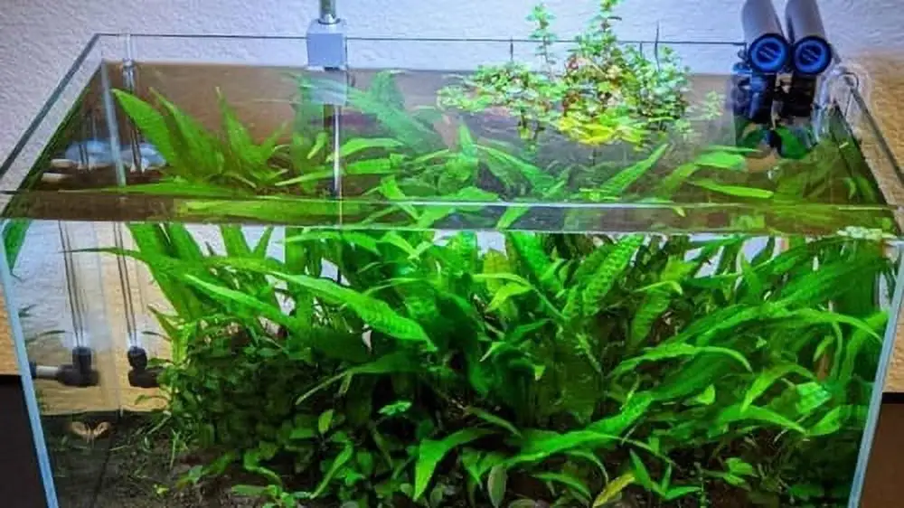 Java Fern Microsorum Pteropus Driftwood Live Aquarium Plants BUY2 GET1 FREE