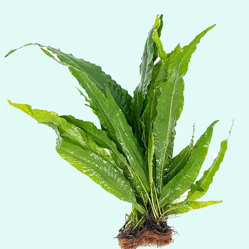 Java Fern Microsorum Windelov Bare Root Small Live Aquarium Plants