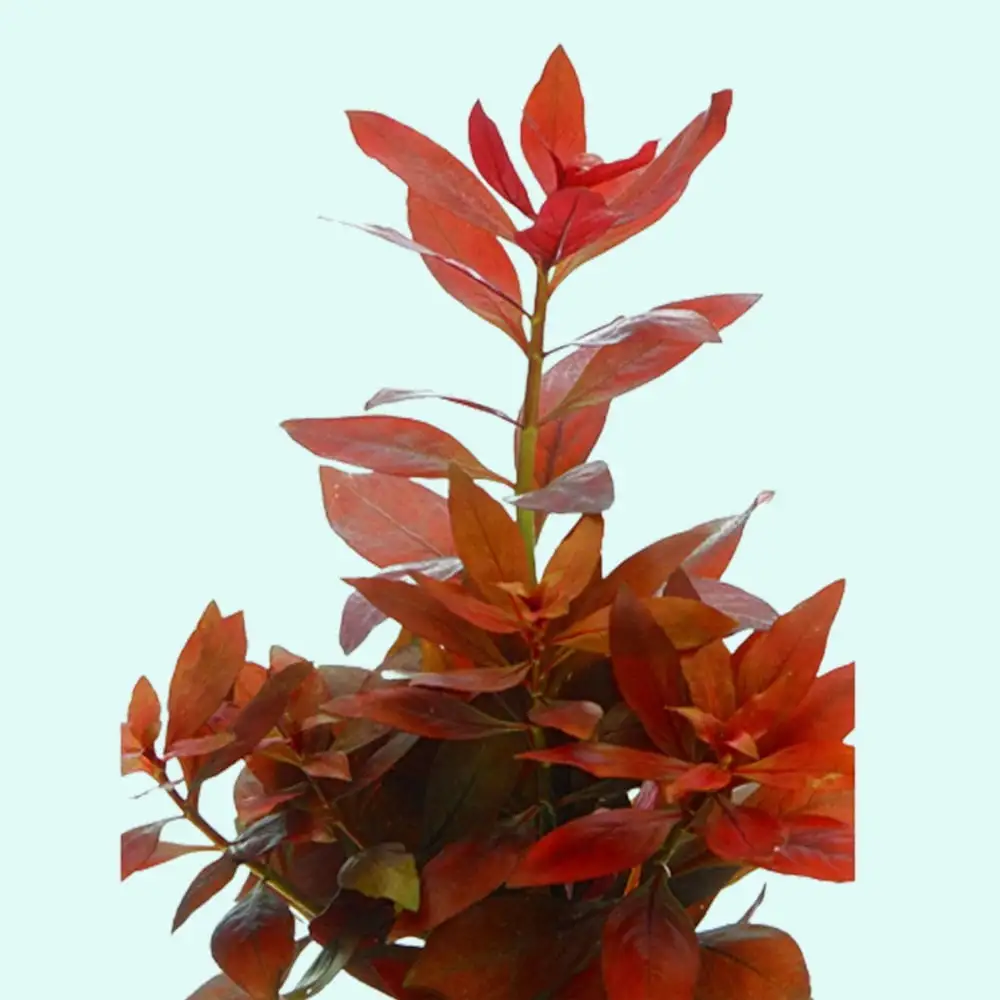 Ludwigia Repens (Rubin) Live Aquarium Plants BUY2 GET1 FREE