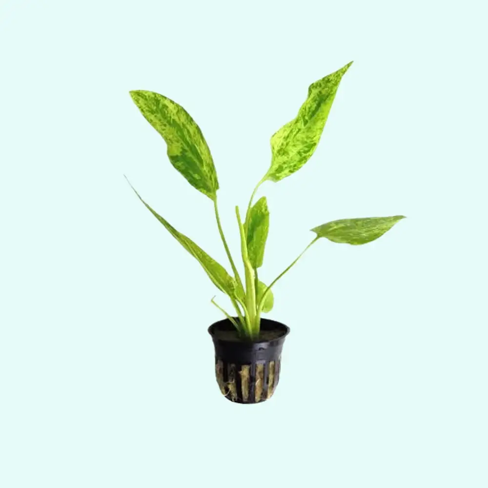 Marble Queen Sword (Echinodorus Cordifolius) Potted Live Aquarium Plants