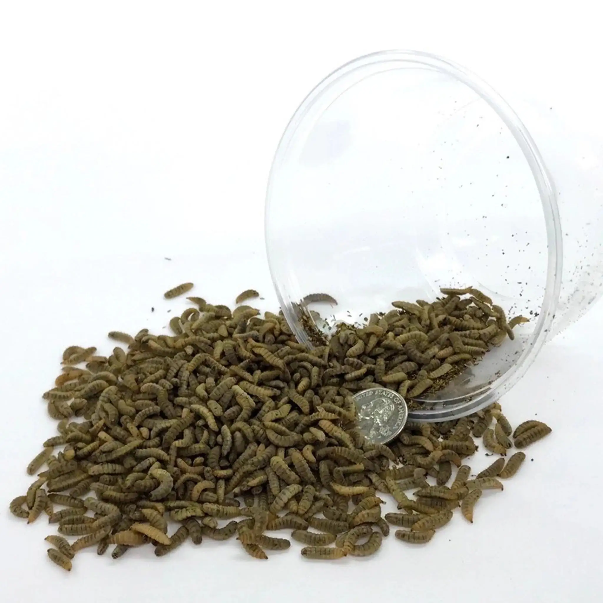 Medium Black Soldier Fly Larvae