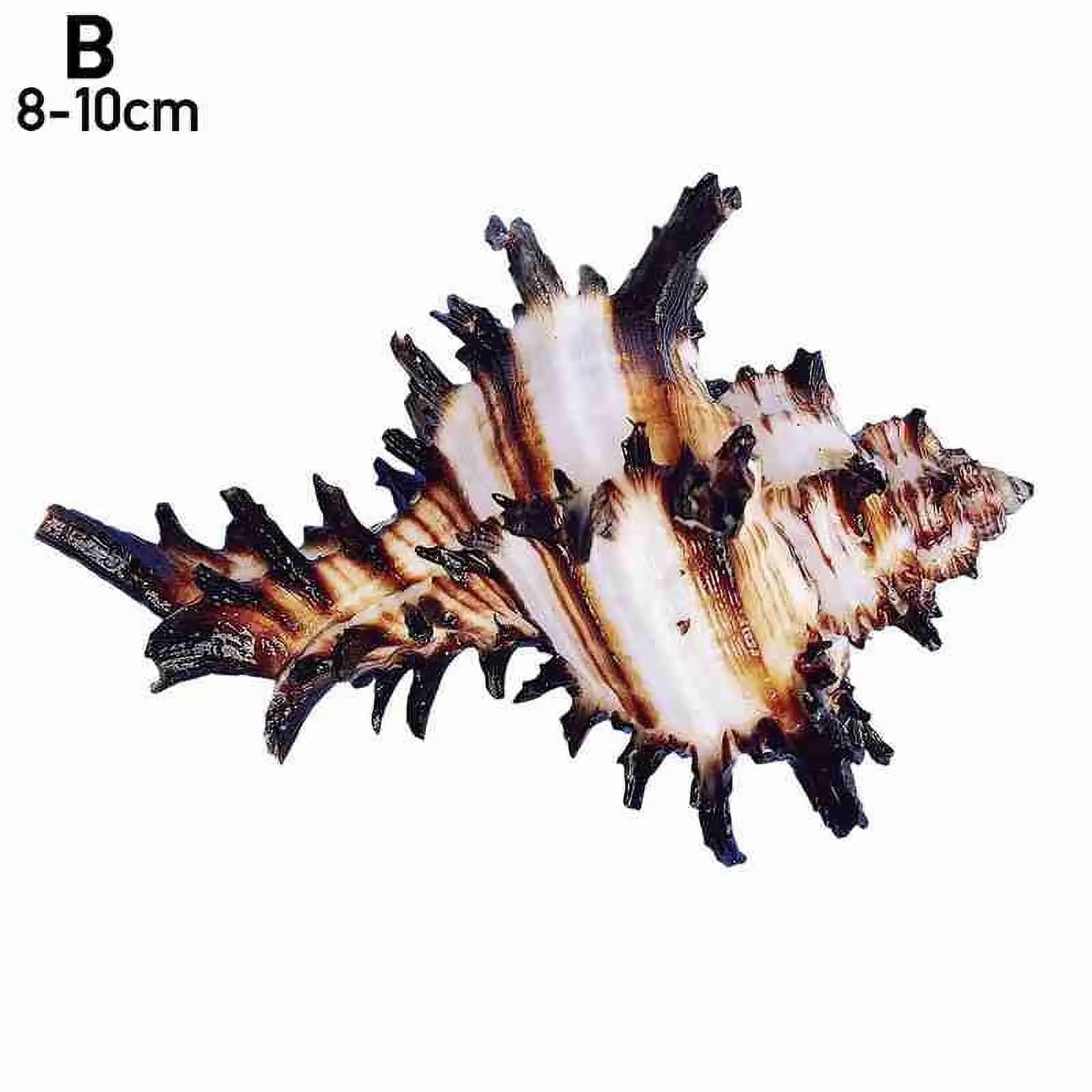 Natural Chicoreus Brunneus Snail Aquarium Decorations HOT Shell Specimen P7L7