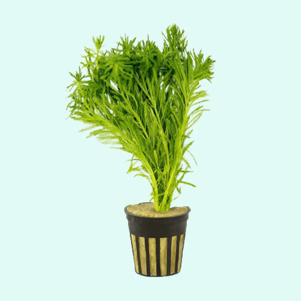 Parrot Feather Plant Myriophyllum Aquaticum Potted Live Aquarium Plants BUY2 GET1 FREE