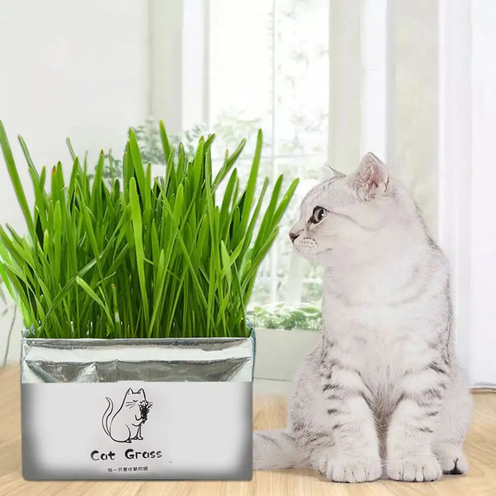 Pet Cat Grass Soilless Hydroponic Seed Growing for Oral Cavity Cleaning