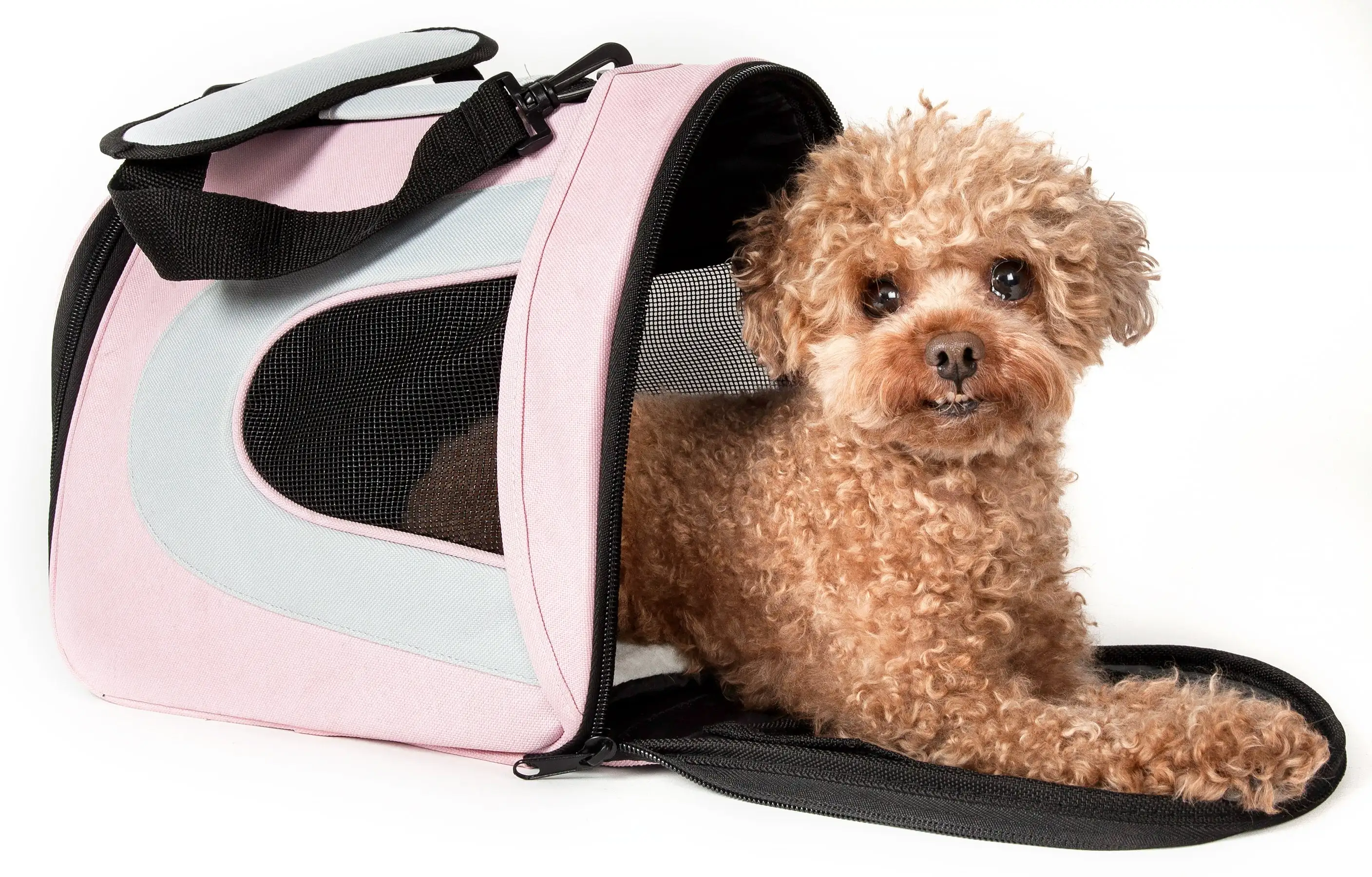 Pet Life ?? Sporty Mesh Airline Approved Zippered Folding Collapsible Travel Pet Dog Carrier