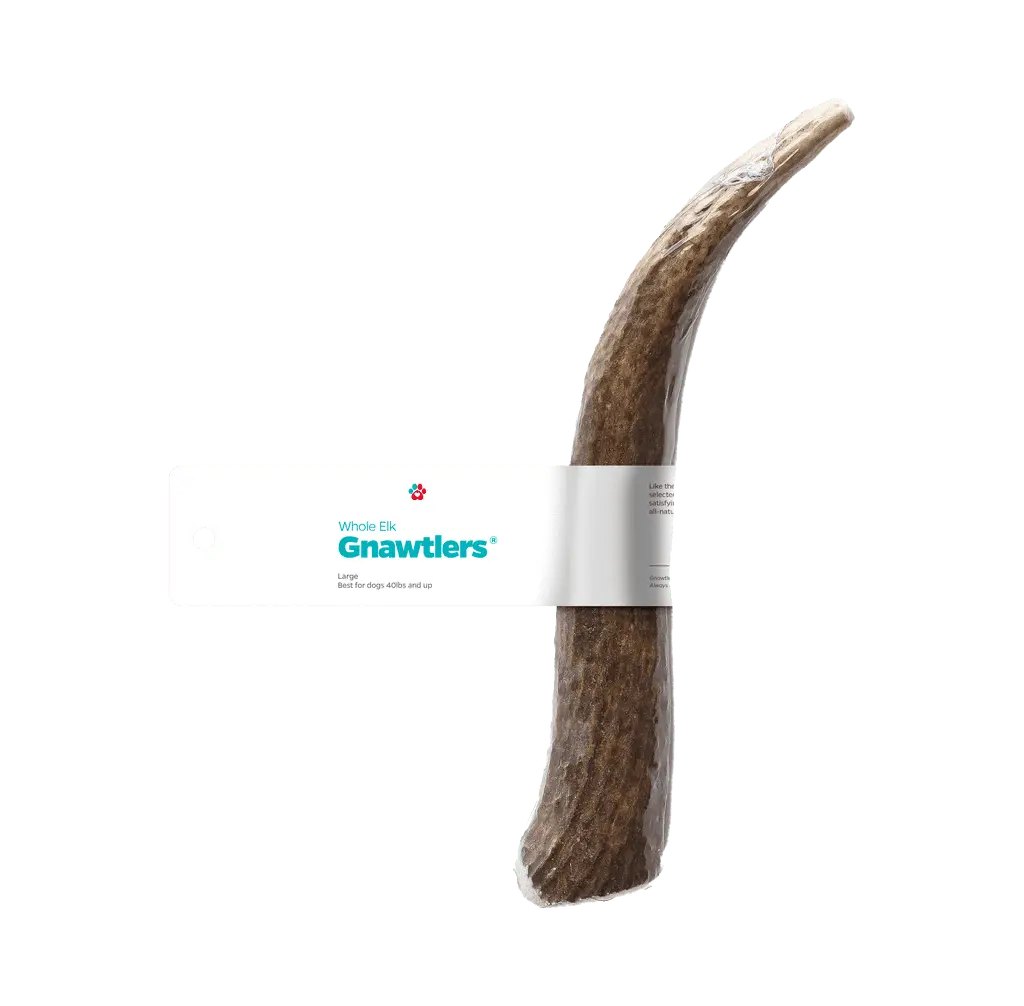 Pet Parents Gnawtlers - Premium Elk Antlers for Dogs. Naturally Shed Elk Antlers for Dogs. All Natural Elk Antler Dog Chew. Dog Bones. Specially Selected from The Heartland Regions (Large)