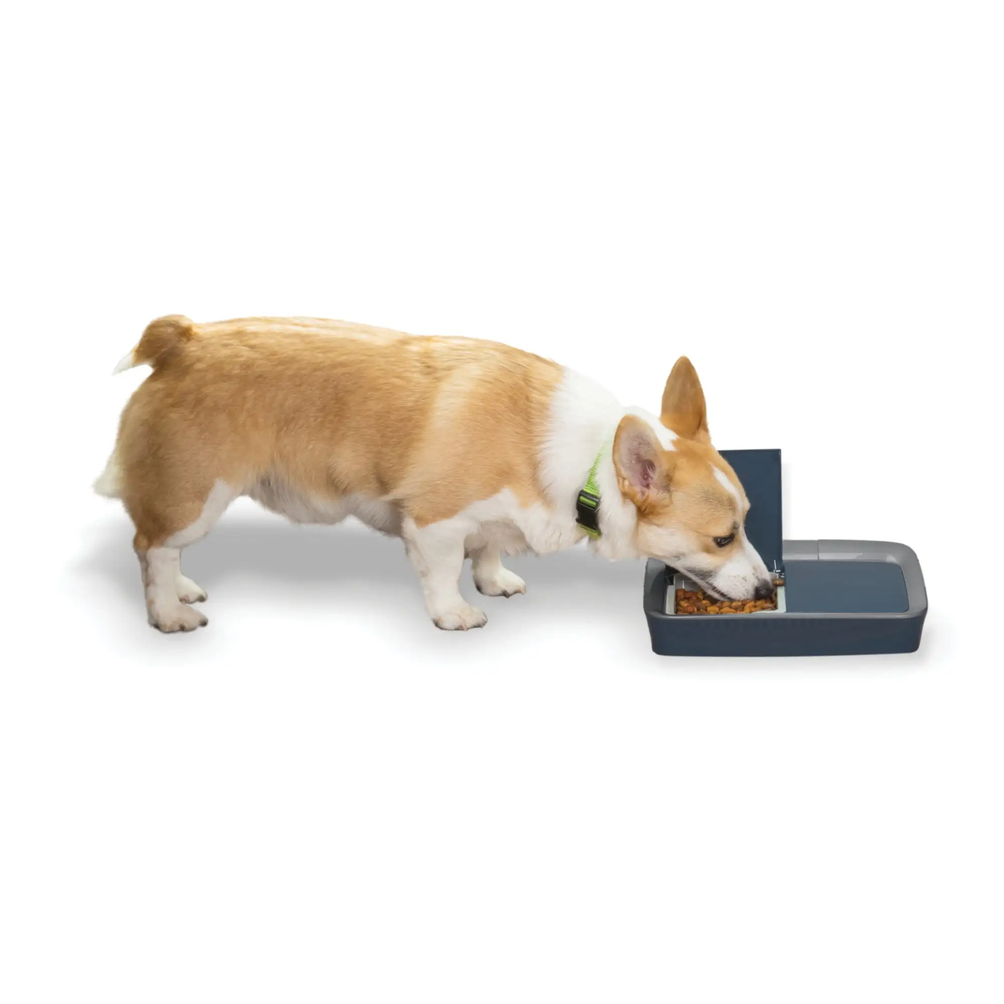 PetSafe Digital 2 Meal Programmable Pet Feeder. Automatic Dog and Cat Feeder - Dry or Semi-Moist Pet Food Dispenser. Slow Feed Portion Control (3 Cup/16 Ounce). Tamper-Resistant. Dishwasher Safe