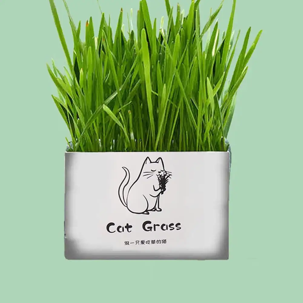 RONSHIN Pet Cat Grass Soilless Hydroponic Seed Growing for Oral Cavity Cleaning