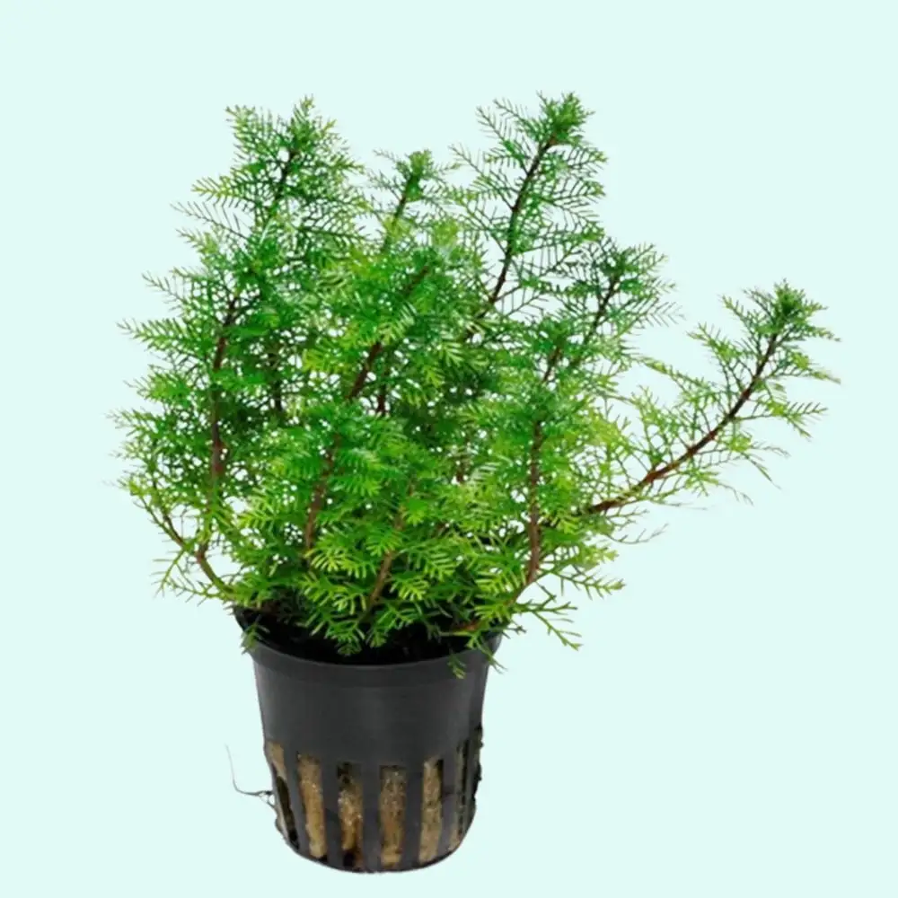 Red Parrot Feather (Myriophillum Brasillensis) Potted Live Aquarium Plants BUY2 GET1 FREE