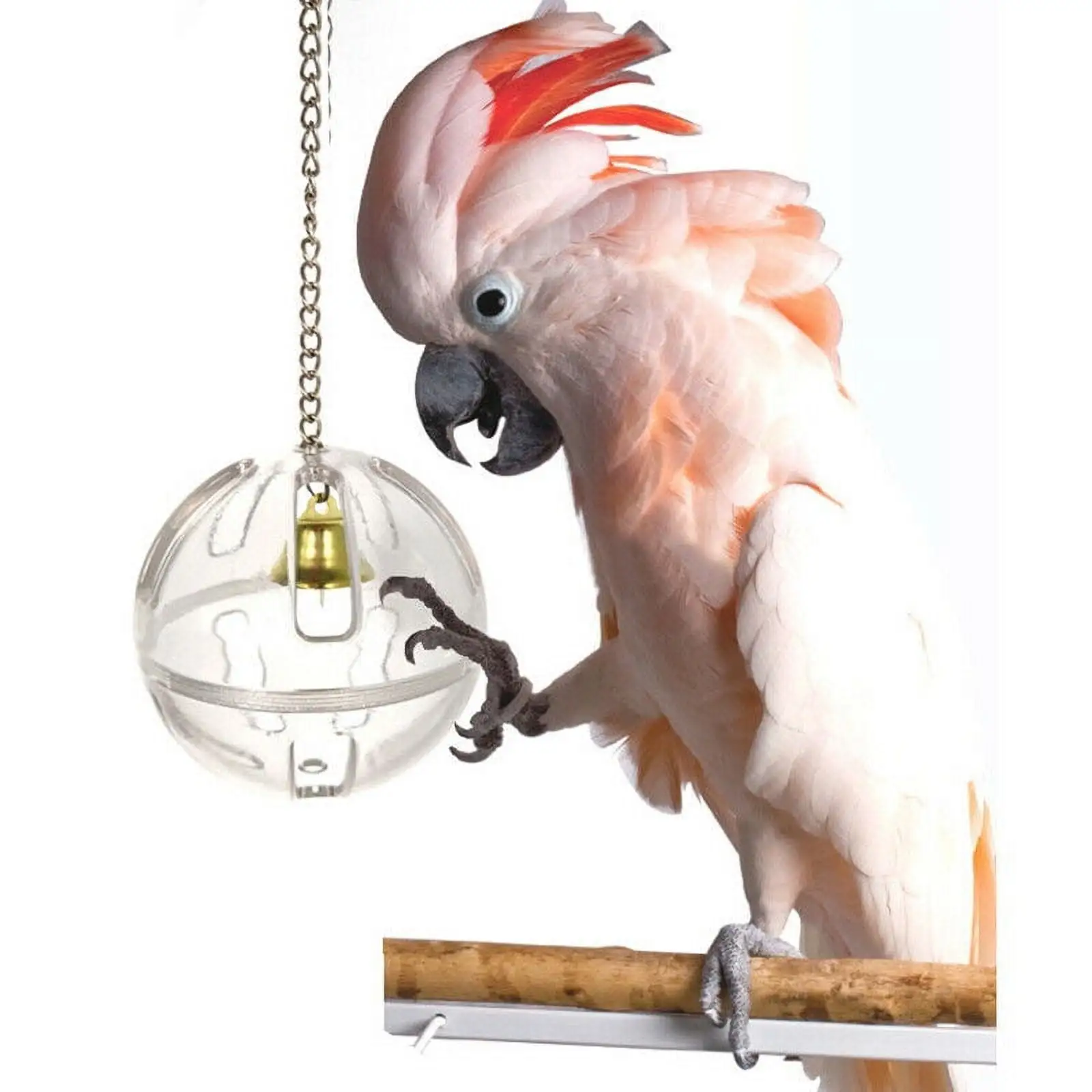 SPRING PARK Parrot Bird Boredom Box Creative Hanging Treat Foraging Toy Conure Cockatiel Small and Medium Bird Enrichment Transparent Food Holder