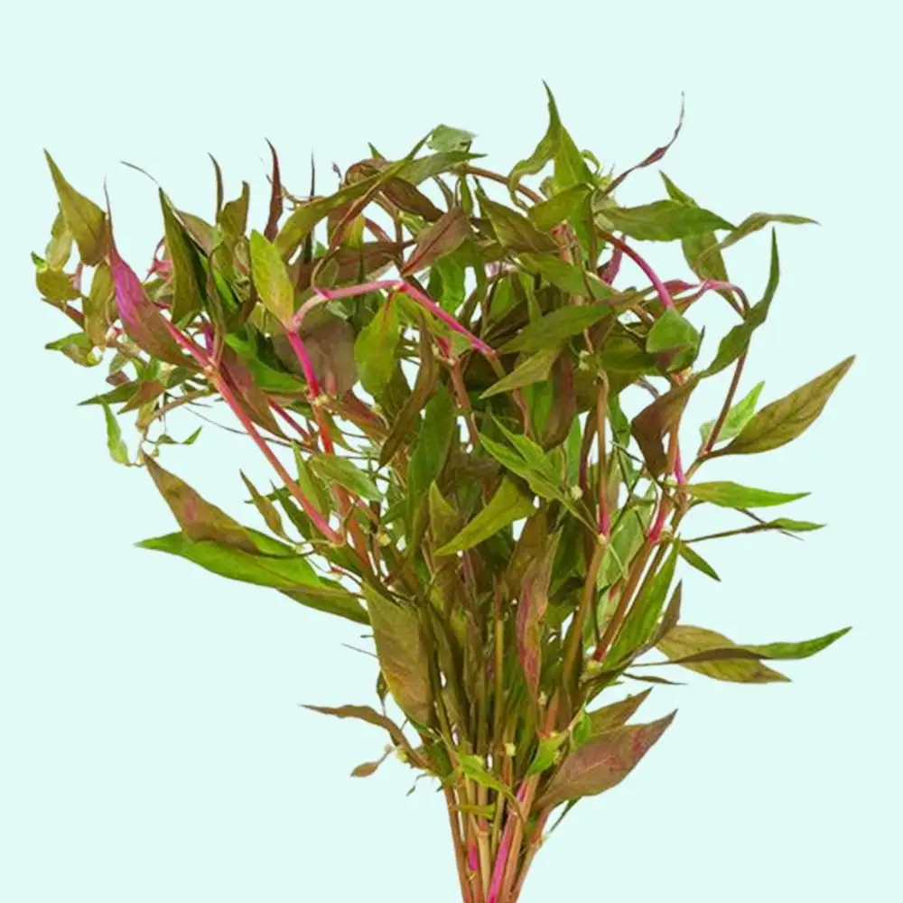 Scarlet Temple (Alternanthera Reineckii) Bunch Live Aquarium Plants BUY2 GET1 FREE