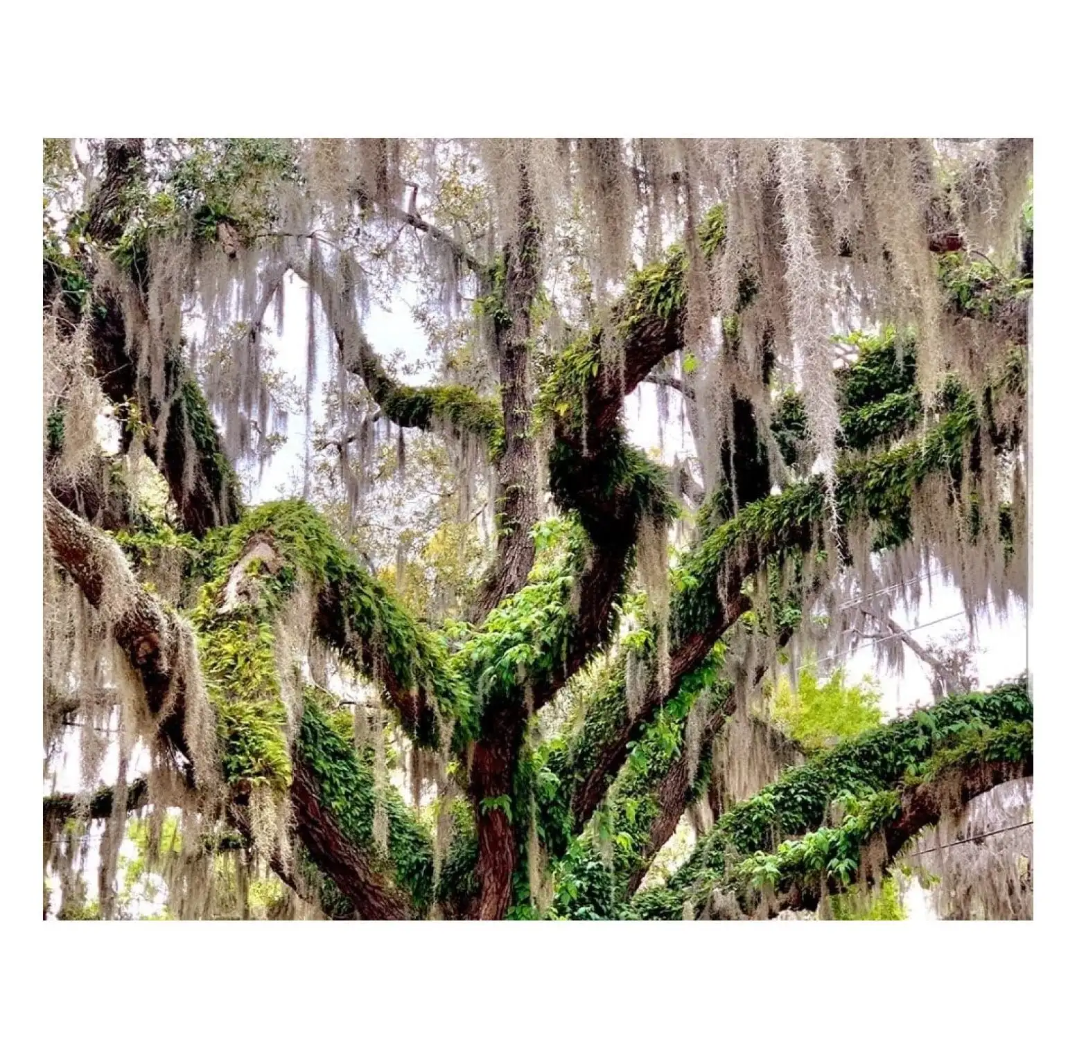 Spanish Moss 2 Gallon Bag- Decorations. Bioactive Terrarium. Vivarium. Moisture Retention. Reptiles. Amphibians