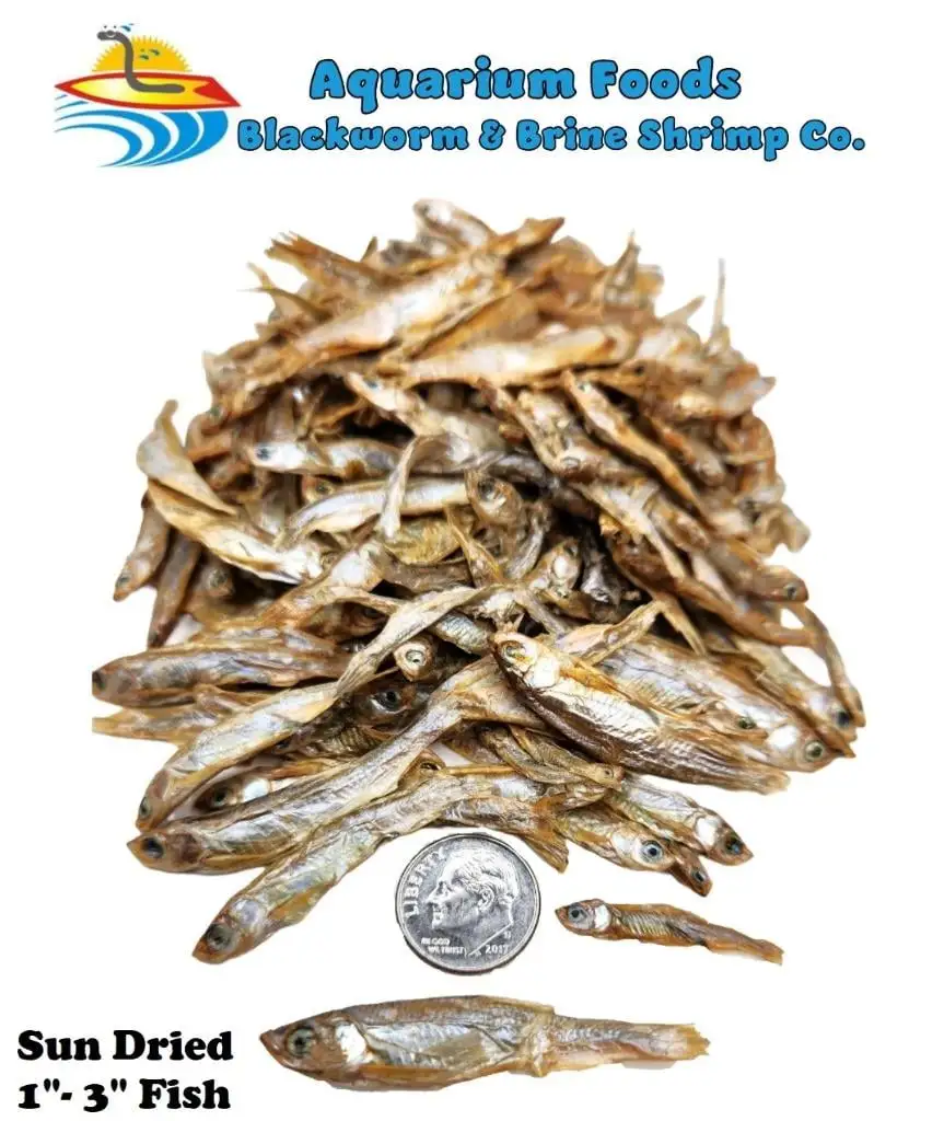 Sun Dried Fish 1-3- Tropical Fish. Marine Fish. Koi Fish. Turtles...1-lb