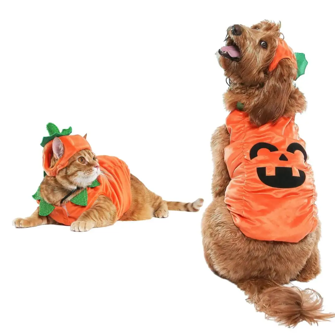 Vibrant Life Halloween Dog Costume and Cat Costume: Jack-O-Lantern. Size Small