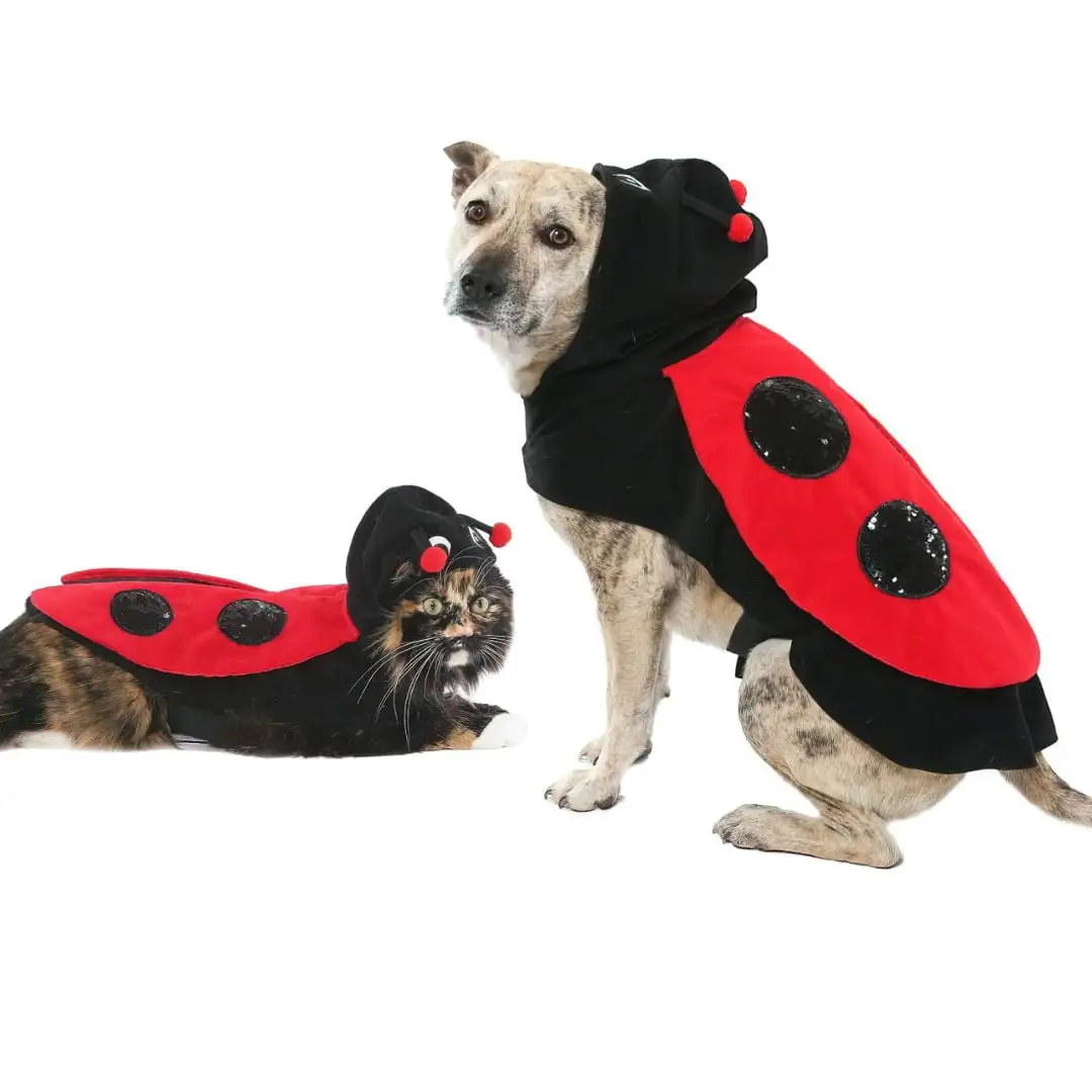 Vibrant Life Halloween Dog Costume and Cat Costume: Ladybug. Size Extra-Small