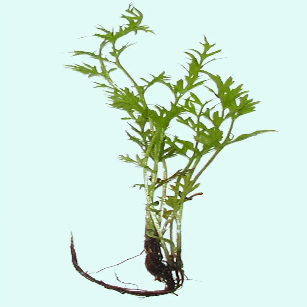 Water Sprite (Indian Fern) Small Live Aquarium Plants