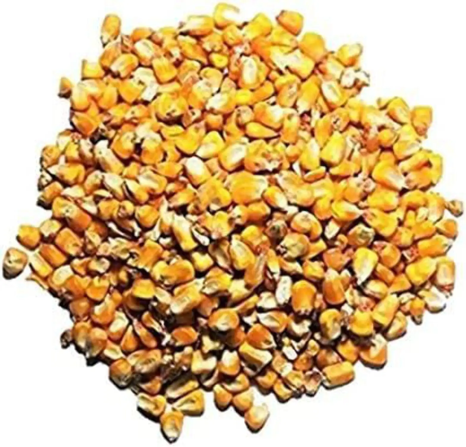 Whole Corn Kernels - Superior Feed Corn for Wildlife - Including Deer. Turkeys. Squirrels. Birds and More! Attract a Multitude of Species with One Highly Nutritional Option