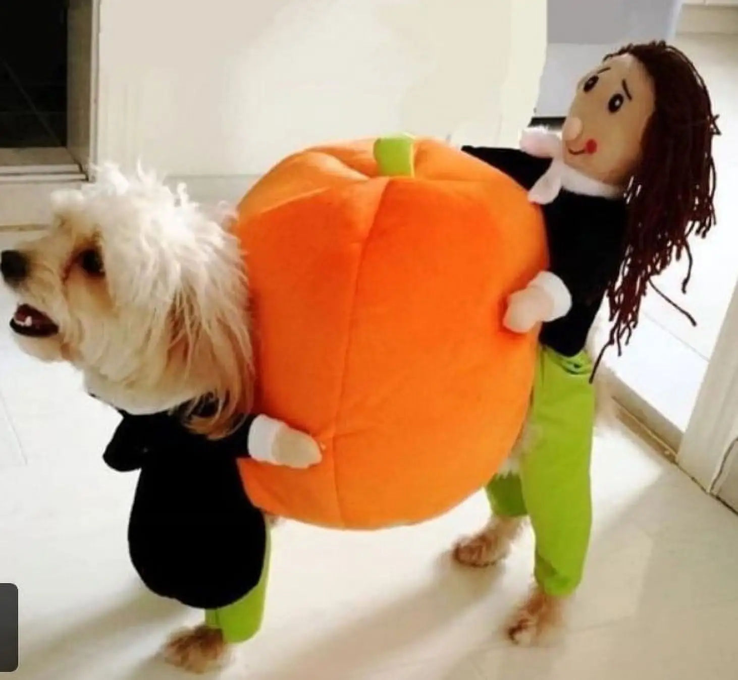 Ympuoqn Dog Halloween Costumes.Pumpkin Funny Pet Costume. Halloween Costumes for Small Medium Dogs Pet Halloween Costumes. Dog Cosplay Costume for Halloween Christmas Birthday Party Photo Props