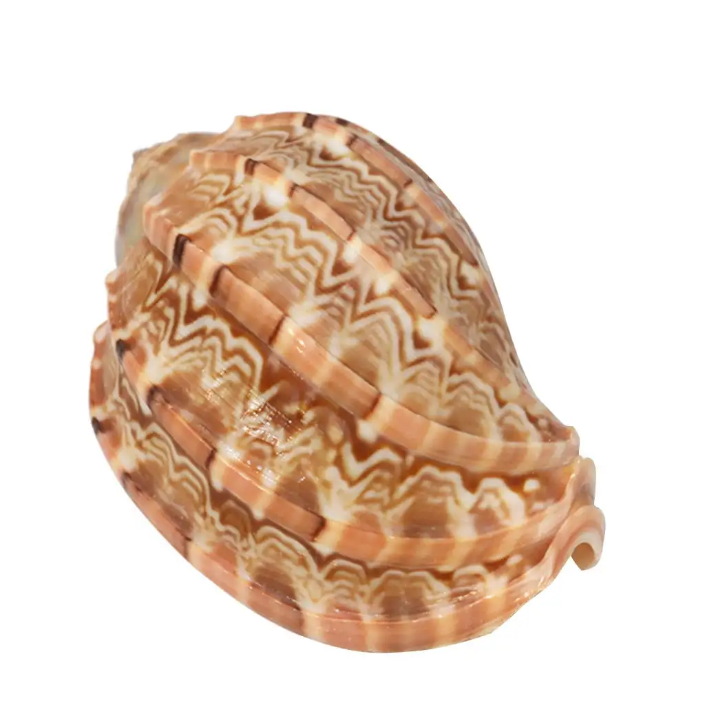 Dasbsug Natural Shell Sea Shells Harp Conch 2.8-3.9 Large Ocean Seashells for Aquarium / Home Decor Gift to Shell Collectors