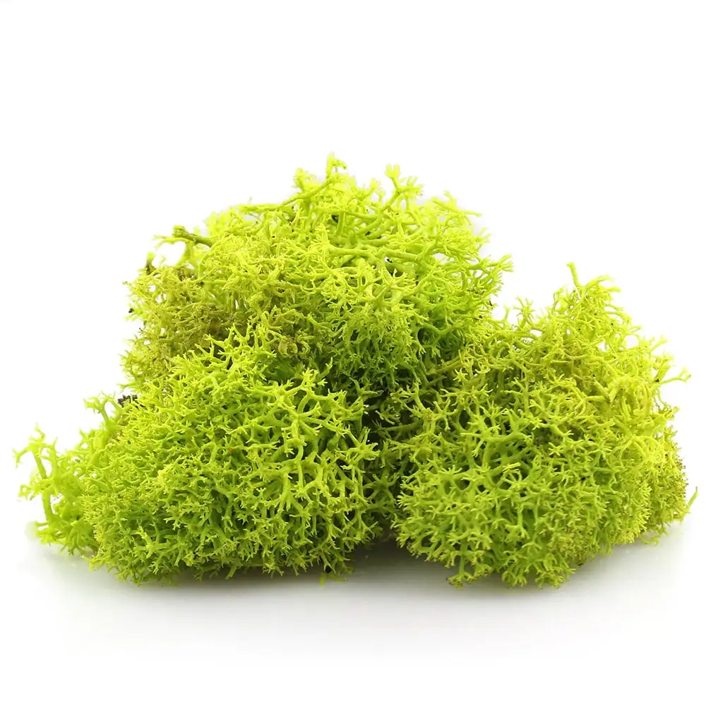 NW Wholesaler. 2 oz bag of Chartreuse Preserved Reindeer Moss For Floral Design. Terrariums. Fairy Gardens. Arts and Crafts