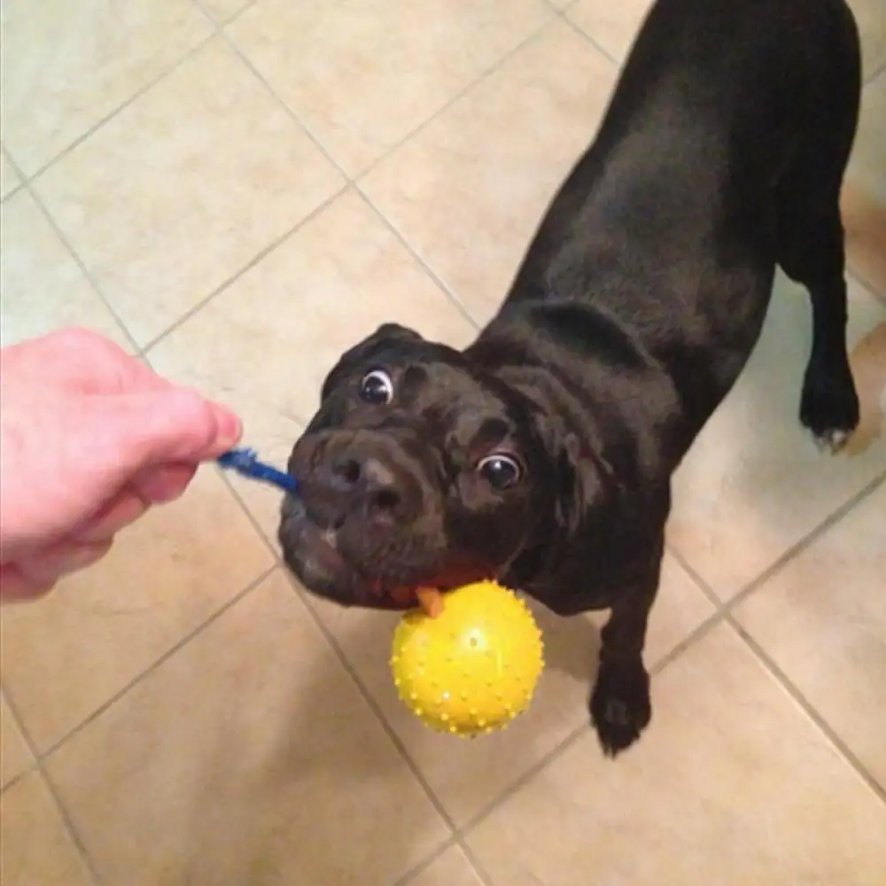 Enlightened Pet Training Toy for Dogs. Natural Rubber Ball On Rope For Reward. Fetch. Play